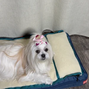 UGC PHOTO PET 1